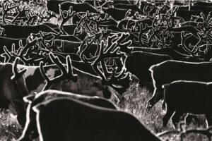 Фотографии российских и советских лауреатов  World Press Photo 1955 - 2010 — изображение 3