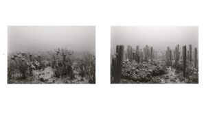 Hiroshi Sugimoto. Dioramas — изображение 2