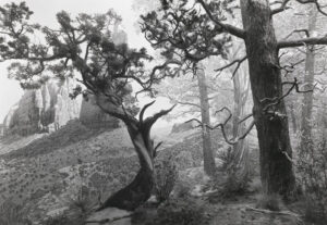 Hiroshi Sugimoto. Dioramas — изображение 5