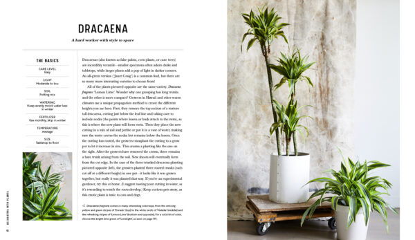 Baylor Chapman. Decorating with Plants