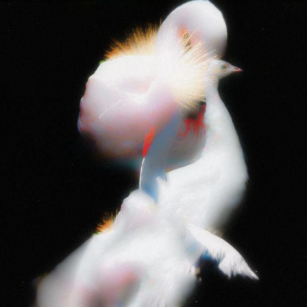 Даниил Макаров. Paradise bird, 30x30