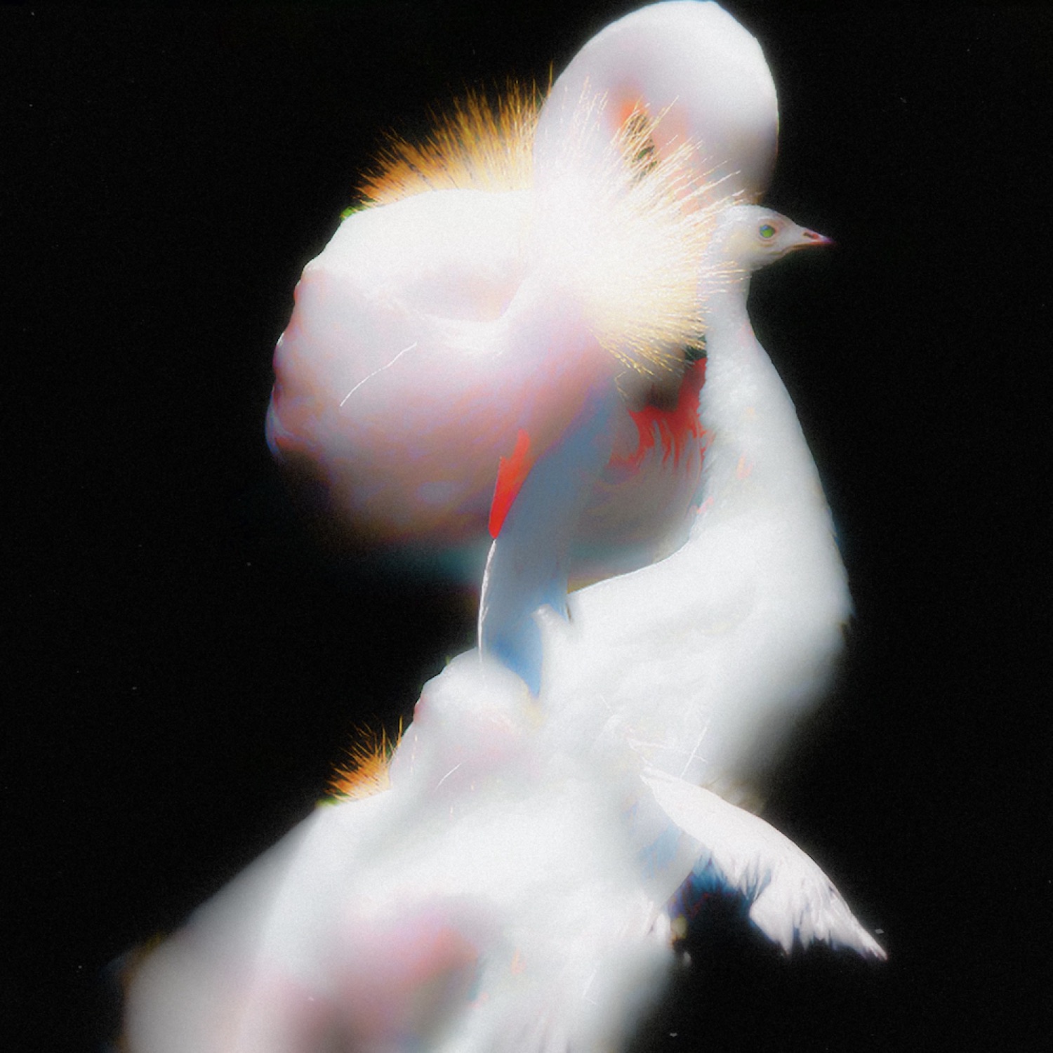 Даниил Макаров. Paradise bird, 30x30