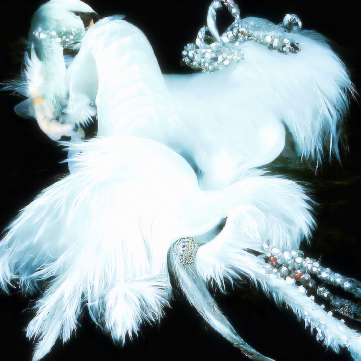 Даниил Макаров. Swan. 30x30