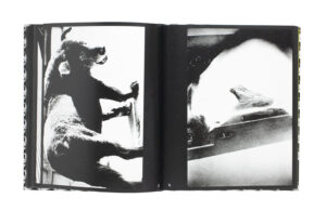 Daido Moriyama. A Retrospective — изображение 7